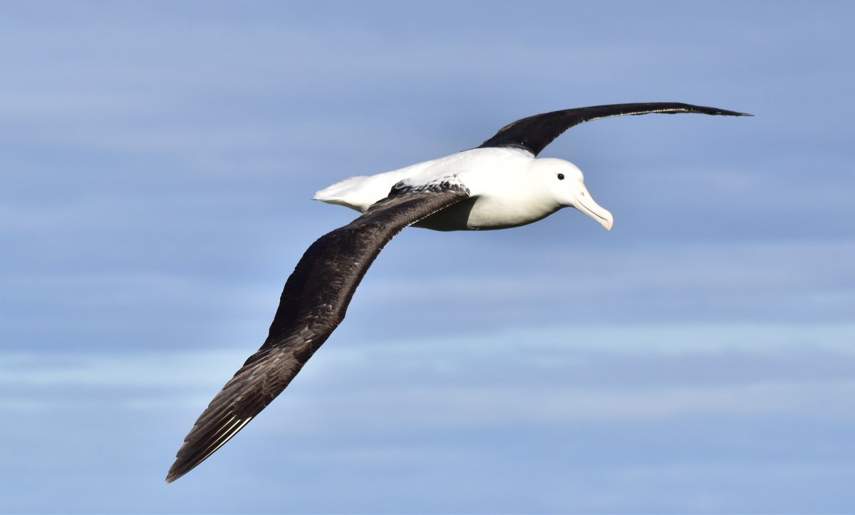 🇳🇿Today is #WorldAlbatrossDay! Dunedin’s Otago Peninsula in New Zealand is home to the world’s only mainland royal albatross breeding colony at Taiaroa Head. #RoyalAlbatross #birdphotography #vogelfotografie #NewZealand #NieuwZeeland @ThePhotoHour