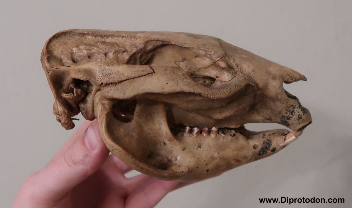 TheFatWombat's tweet photo. Great new paper on wombat bone histology just out by @Walking_Skelly and team, and just in time for #FossilFriday!

Paper here 👉 https://t.co/ybWErwhmZq https://t.co/zlsPP8yNwX