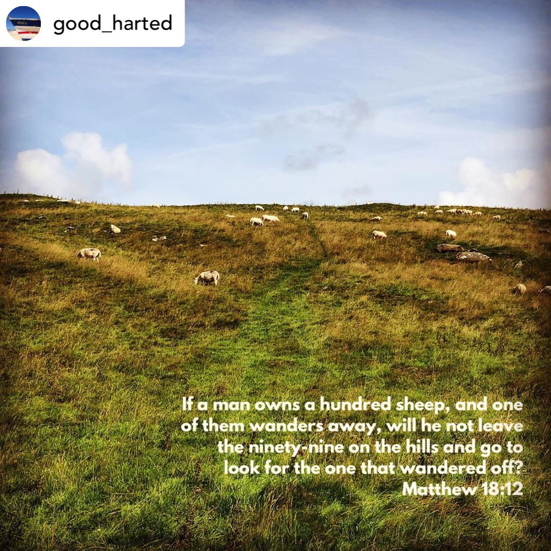 “‘What do you think? If a man owns a hundred sheep, and one of them wanders away, will he not leave the ninety-nine on the hills and go to look for the one that wandered off?” #wordofgod #gospel #sheep #goodshepherd #leavethe99 #searchfortheone #godslove #godsearchesforus