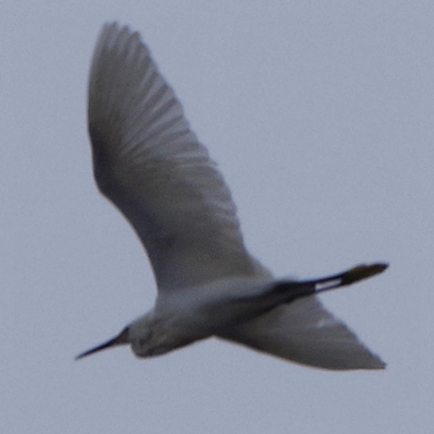 Go羽鳥 大雨の本日 世田谷区上空で何度か目撃したこの大きな鳥 何者かしら 白くて 大きな鳥 初めて見た サギとか T Co Vyrt7rfxad Twitter