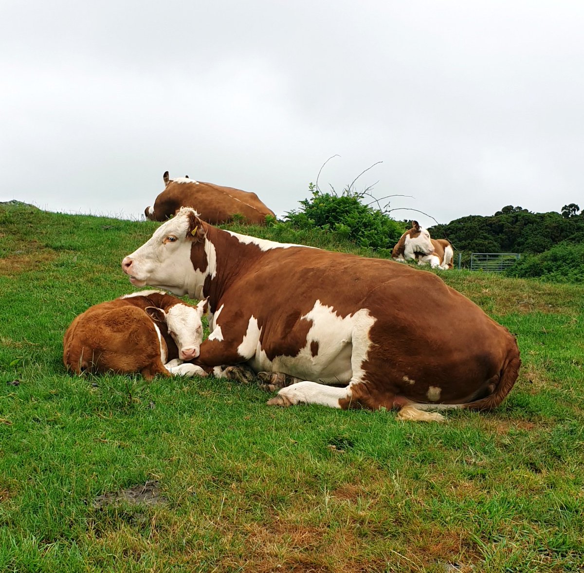 Strong maternal instinct.  #herefordcattle#nativebreed