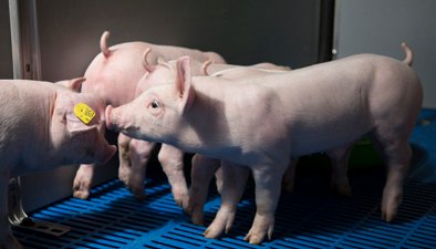 Agrifirm's tweet photo. Hoe staat het ervoor met de bigkwaliteit op jouw bedrijf? Weet jij op welke punten je goed scoort en waar de aandachtspunten liggen? Samen met @msschippers introduceren wij de ‘Big-van-morgen’-scan, die het verbeterpotentieel snel in beeld brengt 👉 https://t.co/g1fzRpaCiP https://t.co/qS8bdRxXzN