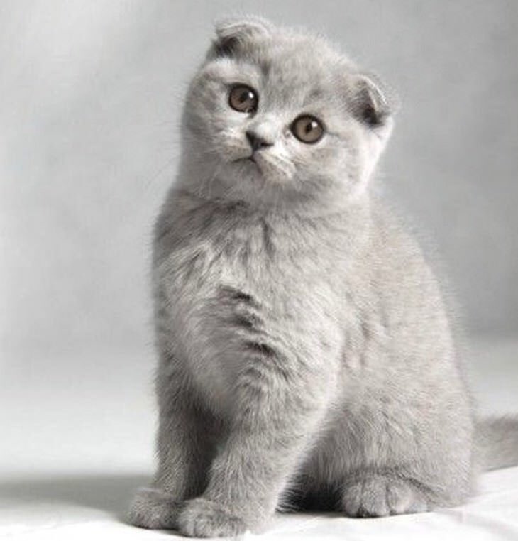 1. Scottish Fold pussy cat