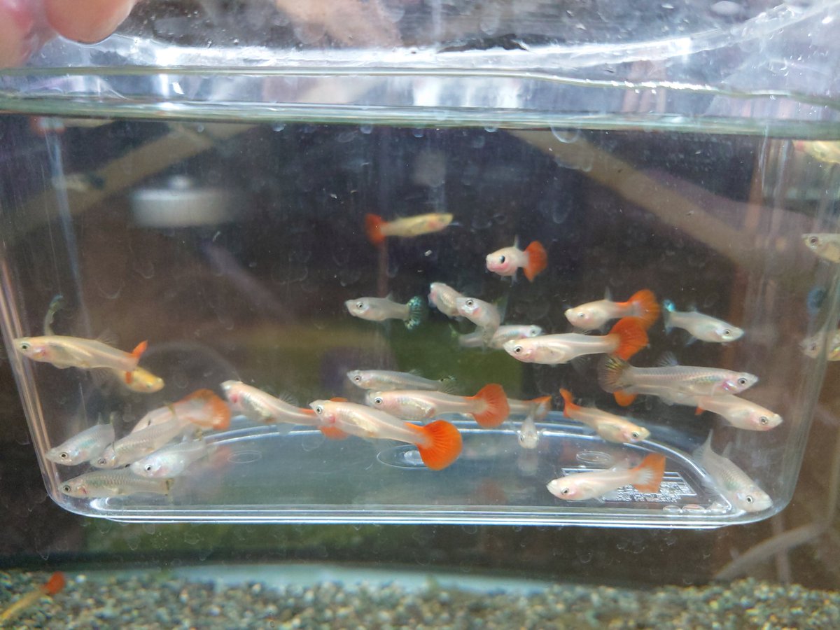 ペッツ マム鎌田店 בטוויטר ミックスグッピー オスメス レモンテトラ ブルーテトラ かなり久しぶりの入荷です ペッツ マム鎌田店 בטוויטר ミックスグッピー オスメス レモンテトラ ブルーテトラ かなり久しぶりの入荷です