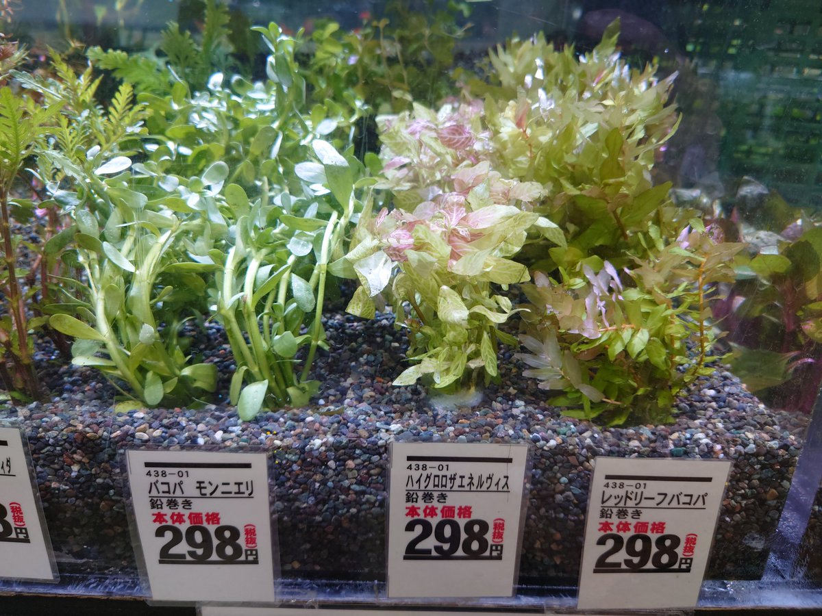 ペッツ マム鎌田店 水草の入荷情報です 鉛巻き水草 ルドヴィジア ナタンス アンブリア アマニア グラキリス ルドヴィジアsp スーパーレッド ウォーターバコパ ウィステリア ペッツマム ペットショップ アクアリウム テラリウム