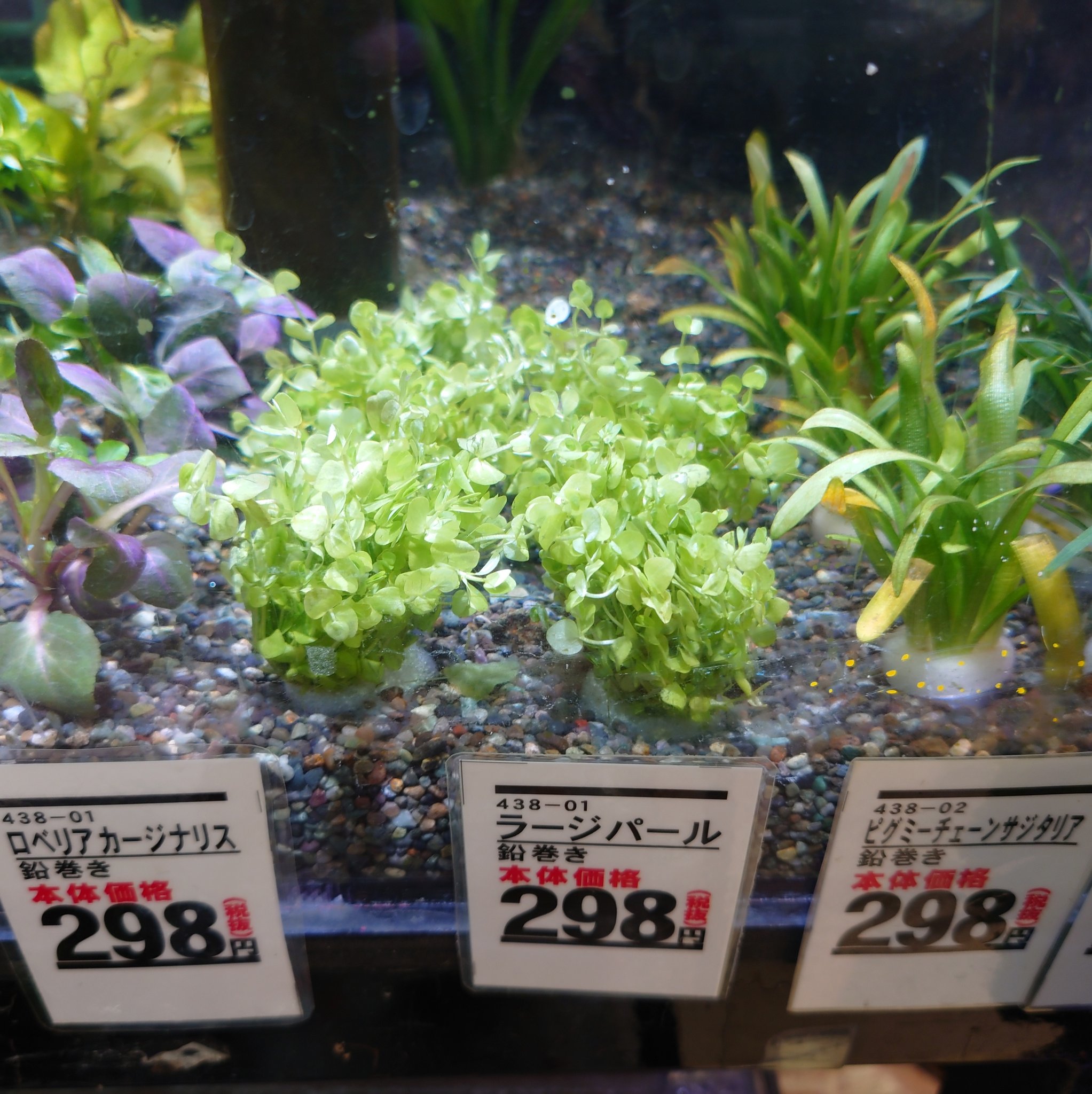 ペッツ マム鎌田店 バコパ モンニエリ ハイグロ ロザエネルヴィス レッドリーフバコパ アルターレッド ウォーターローズ ラージパールグラス T Co F81xaq4nib Twitter