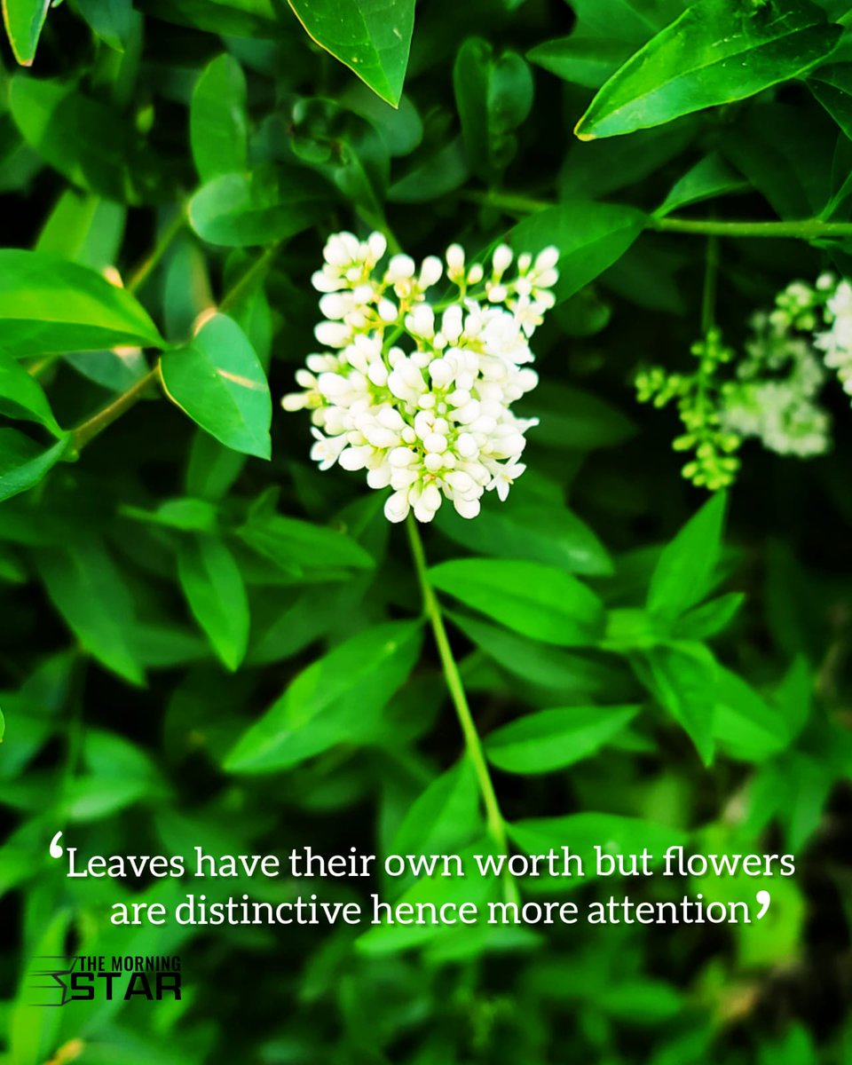 Sakshi_Believer's tweet photo. Be distinctive!

#good_morning_all #morningthoughts #morningvibes  #feel_fresh #flower #whitish #naturephotography #naturelovers  #greenrey🌱 #FridayThoughts #FridayFeeling
#beautiful #fridaymorning #naturebeauty #MotivationalQuotes  #mydiary #TheMorningStar #Bloggers #myquotes https://t.co/TDeFy8VOaO