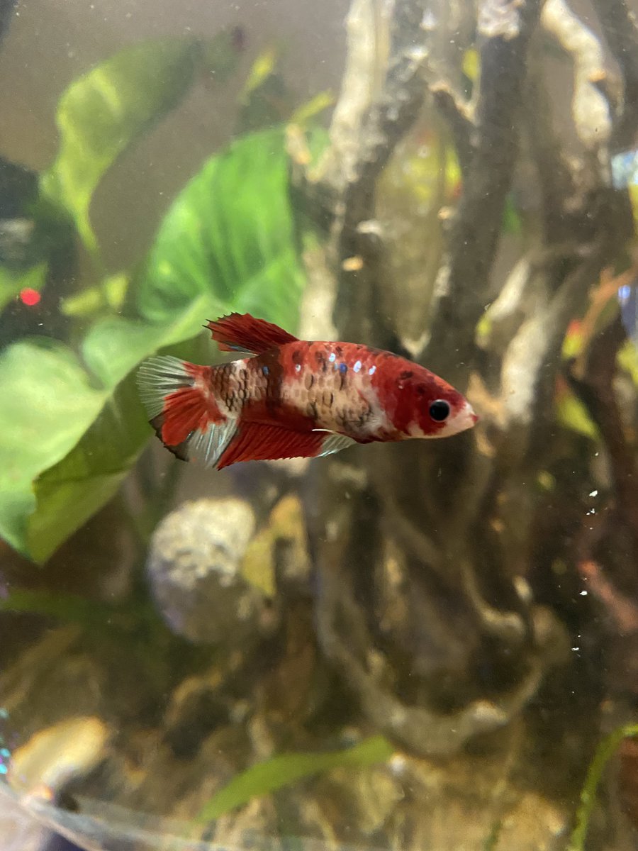 ColoradosMotto's tweet image. I have a new pet. Meet Cornflake. #GBR