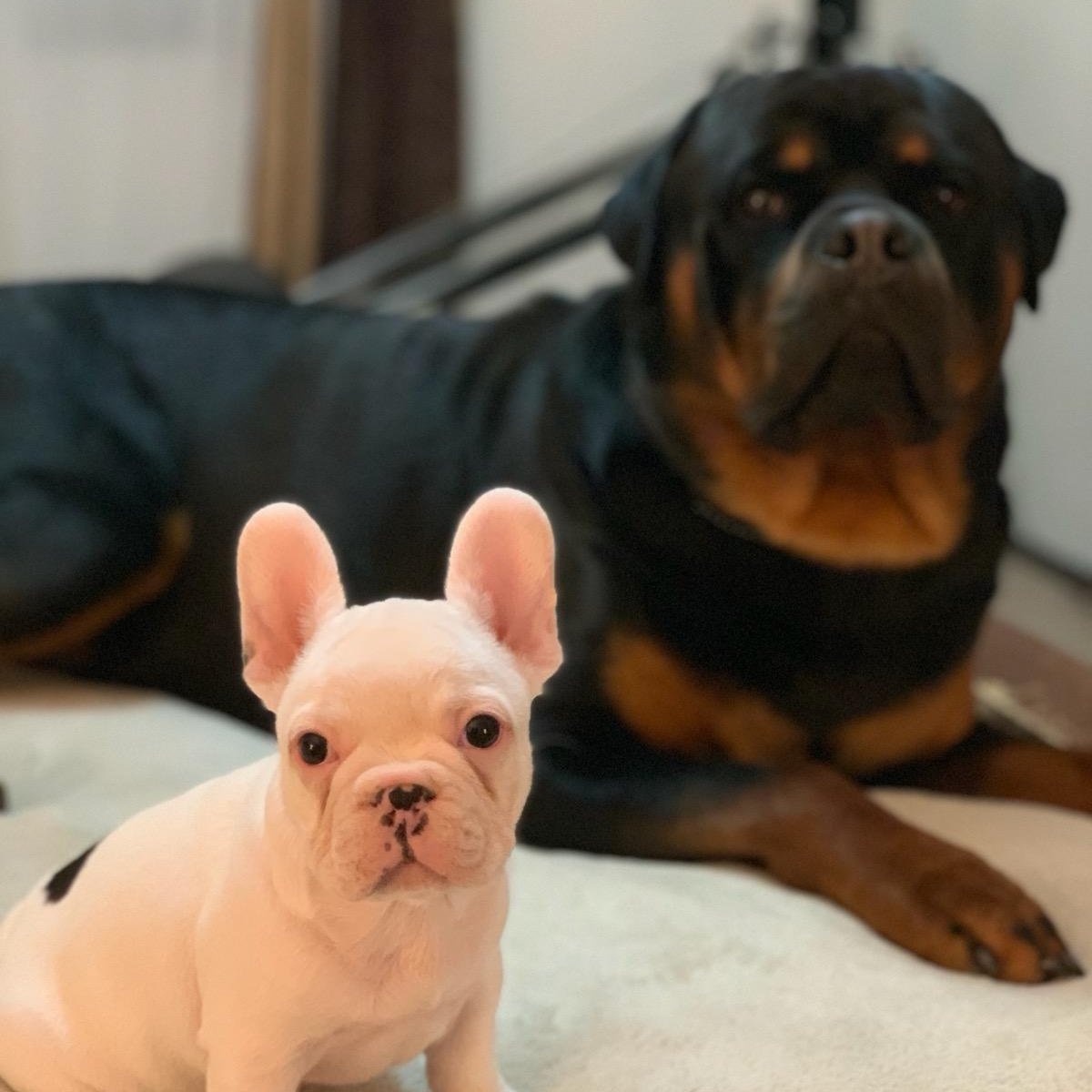 JHirtzel's tweet photo. Klaus and Pierre youthful faces say goodnight, see you tomorrow and thanks for welcoming my extended pack Toby, Maggie Mae, Petunia Princess of Pearl and matriarch Red Poppy. https://t.co/yaFzWeTiQE