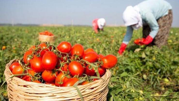 Bu salgın bize en önemli sektörün tarım olduğunu gösterdi. Hazine arazilerinin tarıma kazandırılması için çalışma olacaktı, unutuldu. Tam 3 milyon 500 bin hektar arazi son 15 yılda tarımsal üretimden çekilmiş. Gıdada net dışa bağımlıyız. Ders almıyoruz, bedelini ağır ödeyeceğiz.
