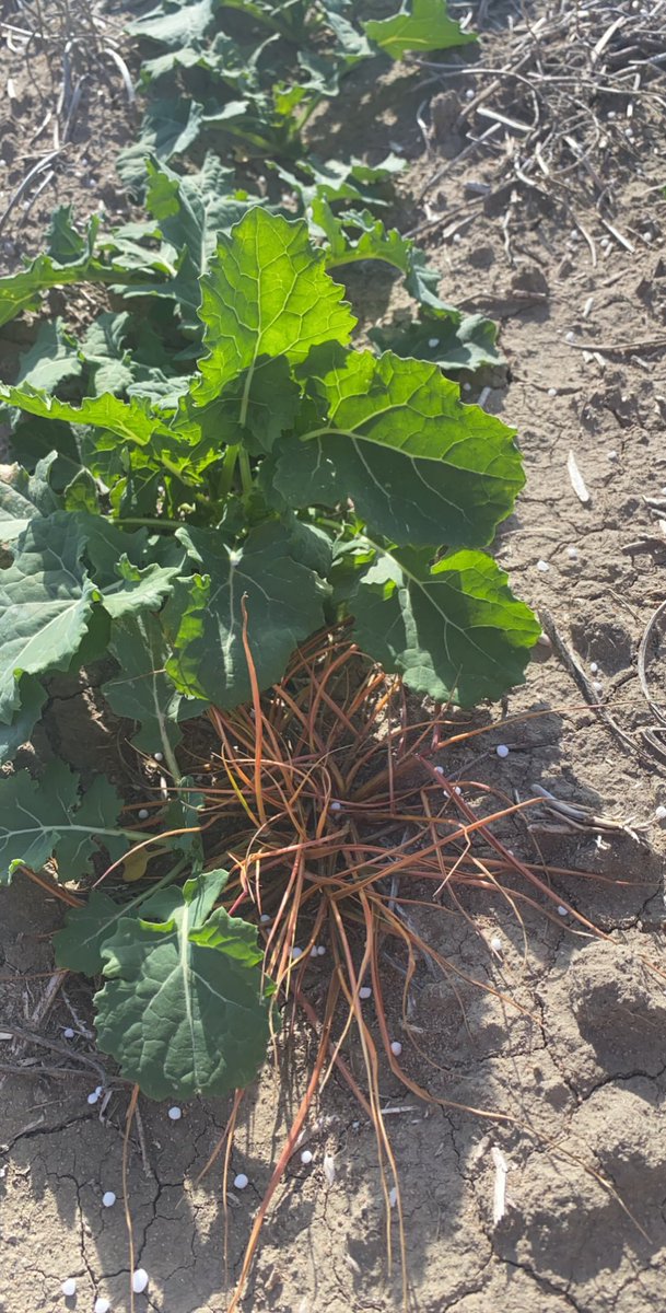 Plantshield RR has done a solid job on this high pressure grass paddock. <a href="/ajaferrier24/">Alistair Ferrier</a> <a href="/PacificSeeds/">Pacific Seeds</a>