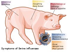  https://www.nbcmiami.com/news/politics/natl-obama-will-strongly-recommend-swine-flu/1844493/ https://science.sciencemag.org/content/366/6465/640.full