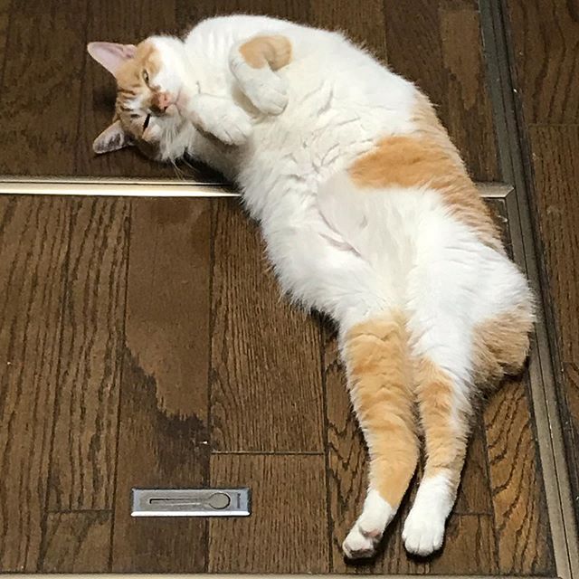 LabLOBO's tweet photo. 昨日お風呂上がり、猫落ちてました😁
#あざとい #ねこ #猫 #ライフボート柏 #保護猫 #茶白 #茶白猫 #ボブテイル #茶白女子 #茶白倶楽部 #cat #rescuecat #orangeandwhite #orangeandwhitecat #whitetabby #whitetabbycat #bobtail #kinkedtail #japanesecat https://t.co/oSMfEyQLft