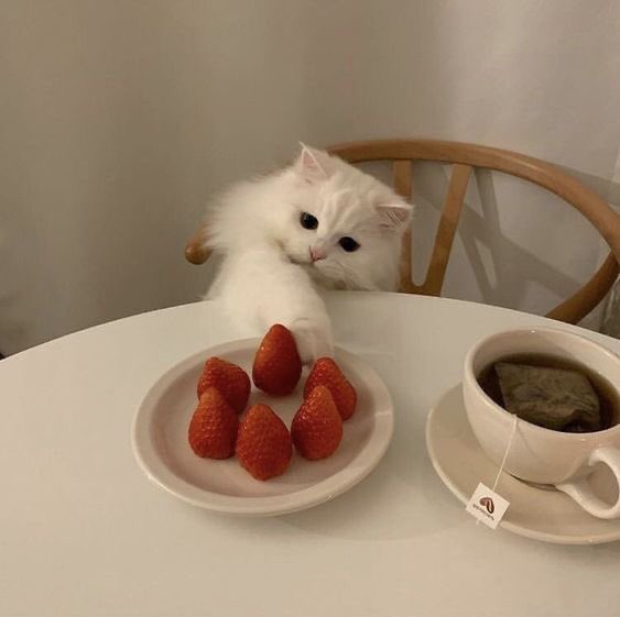 CatsBible's tweet photo. https://t.co/XnuCyKf4eV