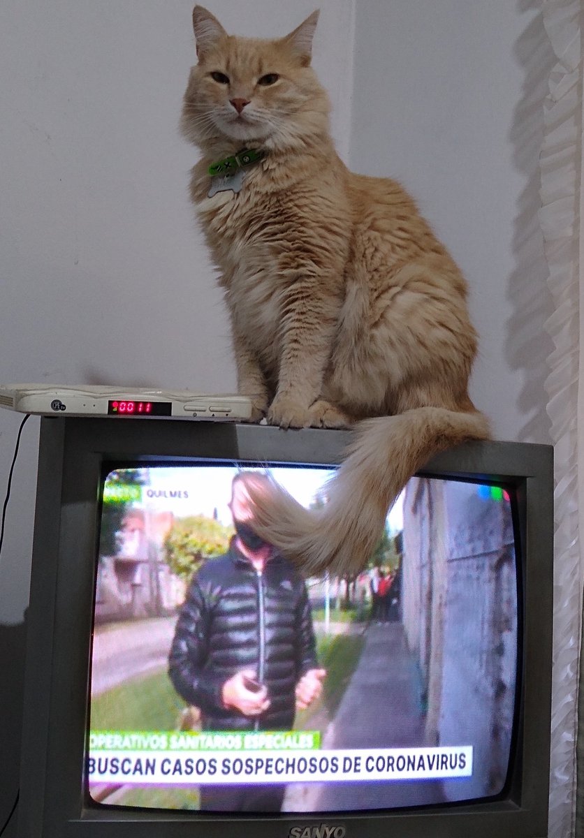 Lucilaapr's tweet photo. @GRIERBOLUDO No sé si cumplen con los requisitos pero quería mostrar la belleza de mi gato. Salu3 https://t.co/5k1jQOrxGN