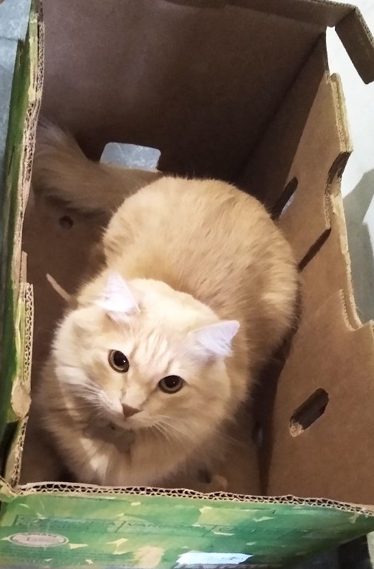 Lucilaapr's tweet photo. @GRIERBOLUDO No sé si cumplen con los requisitos pero quería mostrar la belleza de mi gato. Salu3 https://t.co/5k1jQOrxGN