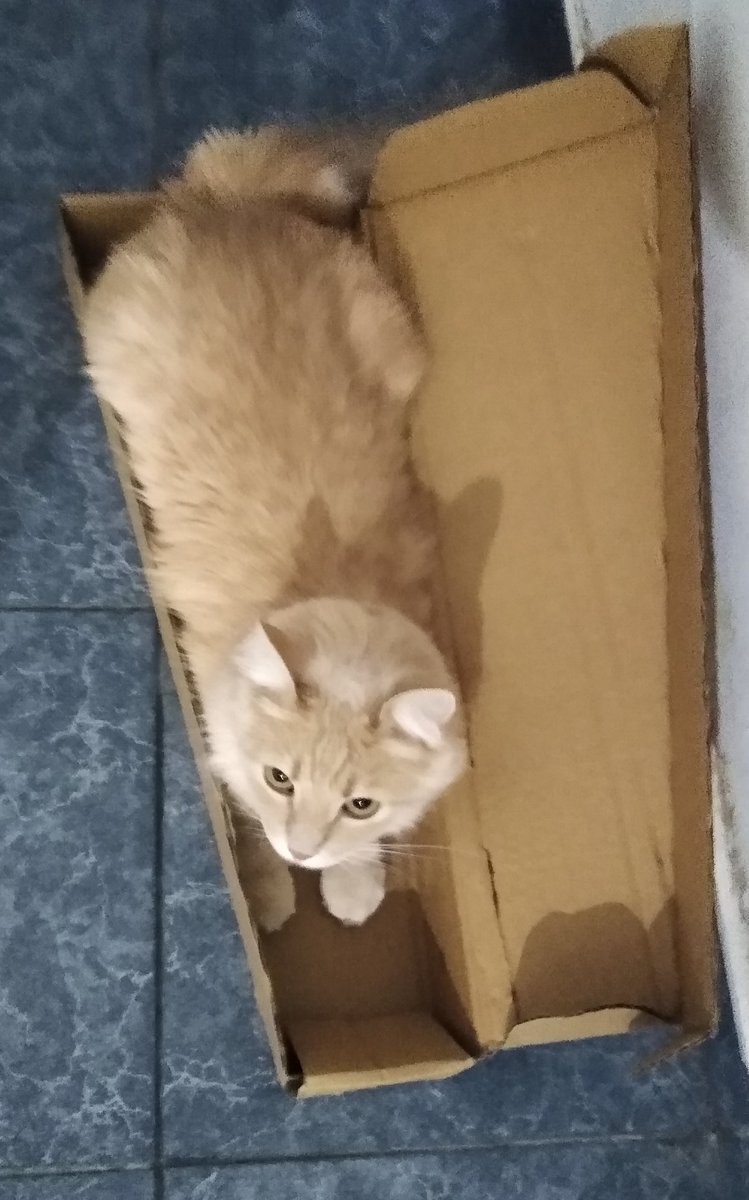 Lucilaapr's tweet photo. @GRIERBOLUDO No sé si cumplen con los requisitos pero quería mostrar la belleza de mi gato. Salu3 https://t.co/5k1jQOrxGN