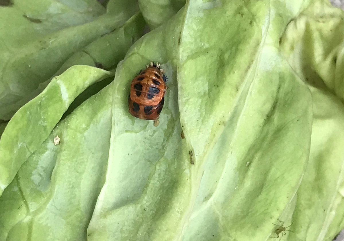 てんとう虫の蛹 てんとう虫の蛹