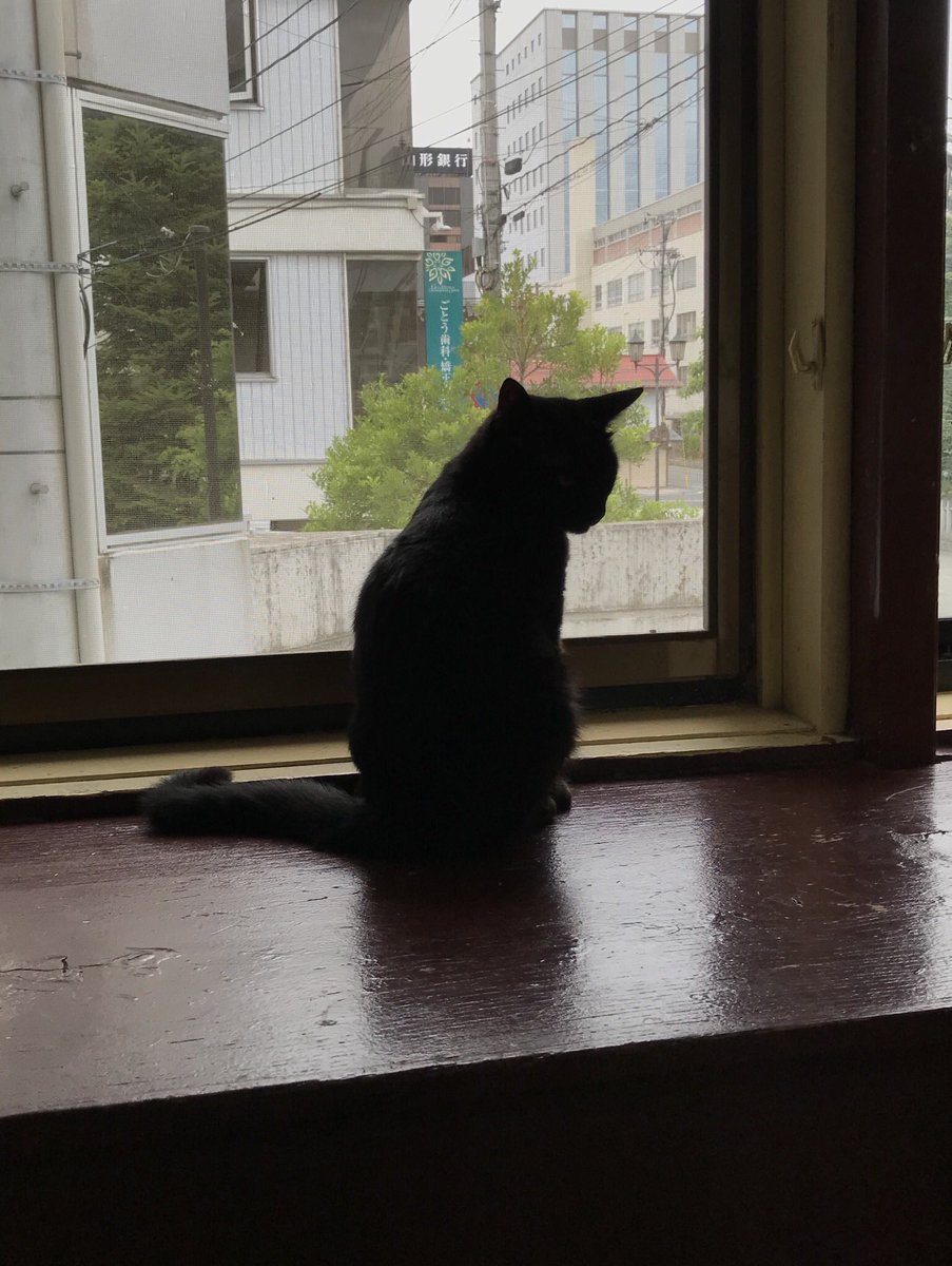 ねこコレ山形 窓の外を眺めてる後ろ姿かと思いきや よく見るとこっちを睨んでるチョコです 本当に黒猫は魅惑のシルエット