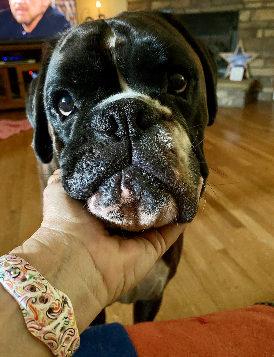 boxermom1416's tweet photo. I got the whole world in my hand♥️ #MaverickKaneC  #bromocrew #sismo #boxerdog #euro #wholewideworld #dogsoftwitter #faceaction #squishyface https://t.co/AUEJnd72CN
