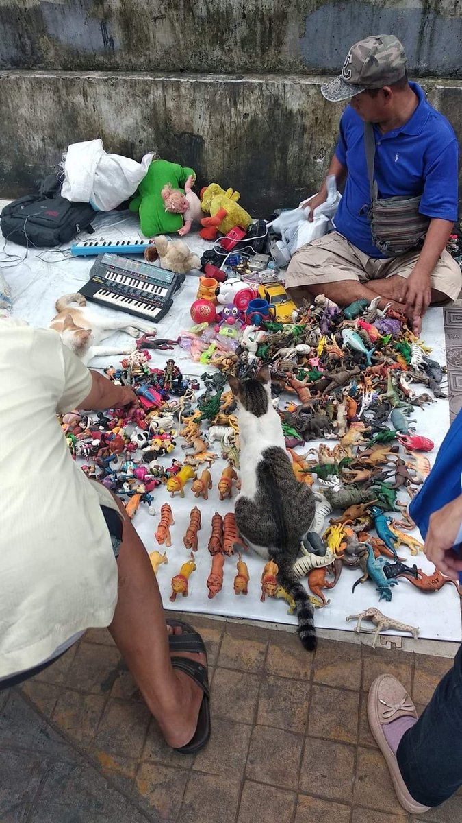 🐱 : Bang ada tikus tikusan ga? 
👨‍🦰 : Bentar tak carikan dek...