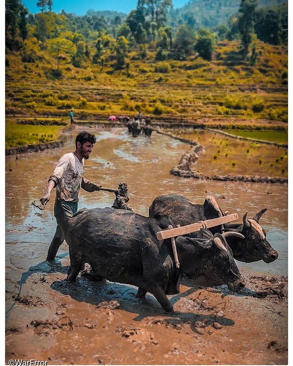 Traditional Nepali way of Rice plantation. Rukum, Nepal 🇳🇵 🇳🇵
.
📸 By Shikhar Bhandari
.
#nepaltravel #nepaltourism #visitnepal #nepaldiaries #nepaltrekking #nepalnow #wownepal #himalayasnepal #bucketlistnepal #explorenepal #beautifulnepal #nepal #visitnepal #awesomenepal