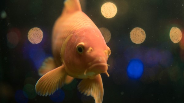 iv-advisors tweet media