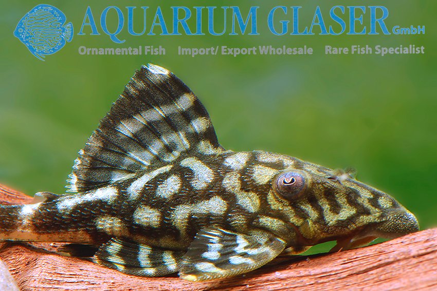 aquariumglaser's tweet photo. #L203 #panaque #schaeferi #L90c
find more details and pics @ https://t.co/kgExUnuDLM https://t.co/XZoeGxlmzu