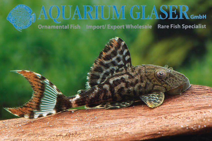 aquariumglaser's tweet photo. #L203 #panaque #schaeferi #L90c
find more details and pics @ https://t.co/kgExUnuDLM https://t.co/XZoeGxlmzu