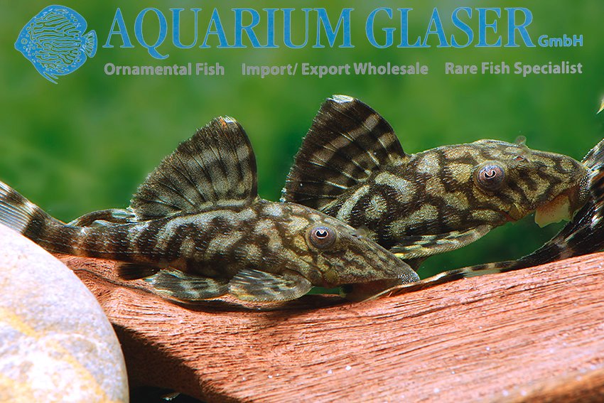 aquariumglaser's tweet photo. #L203 #panaque #schaeferi #L90c
find more details and pics @ https://t.co/kgExUnuDLM https://t.co/XZoeGxlmzu