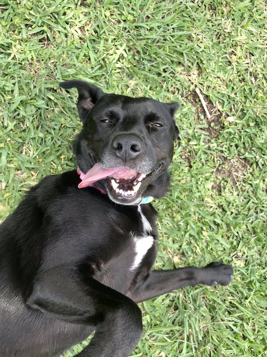 Tarahcuda09's tweet photo. Haven’t tweeted in about 6 months, so here are some really cute pics of my girl, Kirby. https://t.co/koROtqKXGU