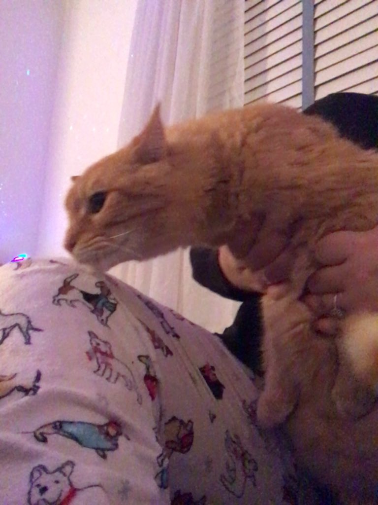 EmmazingDesu's tweet photo. My cat: “Calling all #nerdneck gamers” https://t.co/CNKey5Awhx