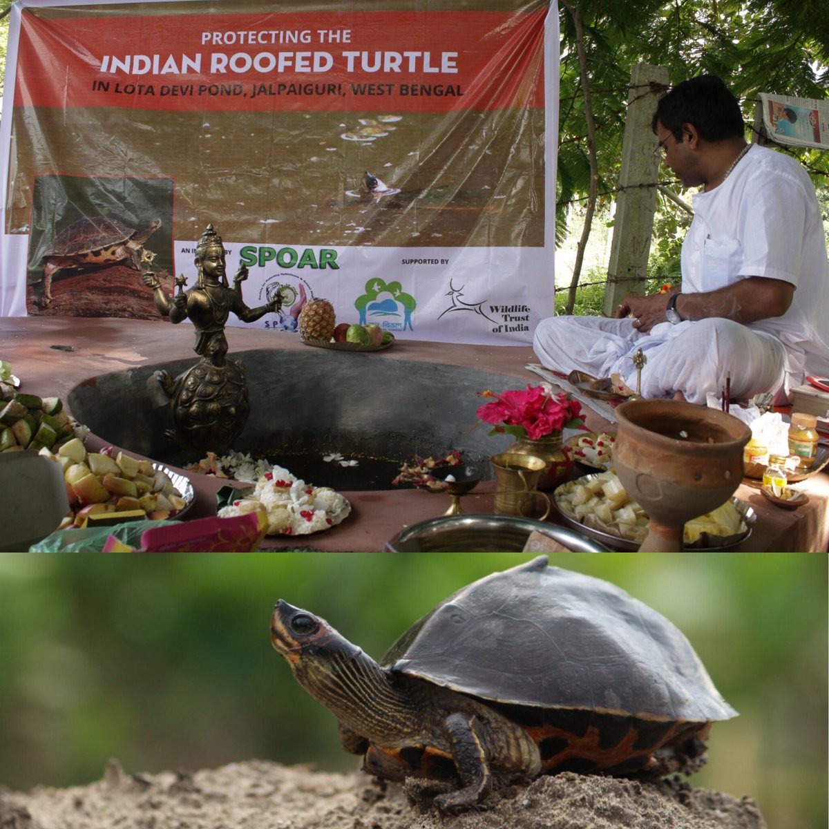 vivek4wild's tweet photo. Choked #Lotadevitemple pond was brought back to life for Indian roofed #turtles. @SPOAR_India ( Pic credits)#RapidActionProject fenced &amp; dredged the nesting habitat. Here is a Kurma avataar sanctum showcasing harmonious coexistence imbibing #belief &amp; #conservation @wti_org_india https://t.co/cALOEZFfxC