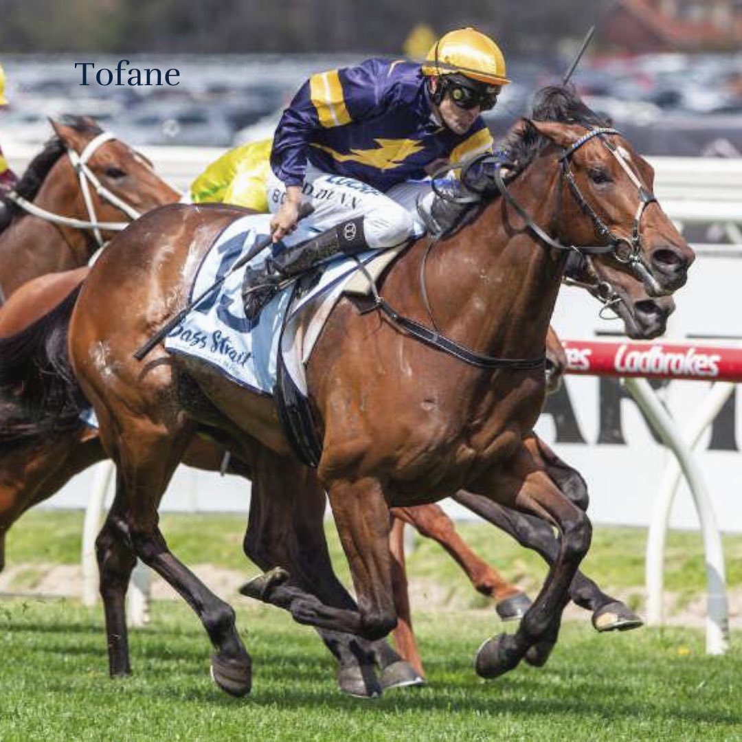 Waikato Stud tweet media