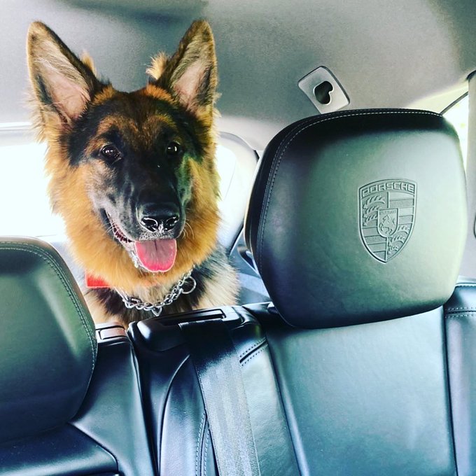 A spoiled Moose in Moms new car❤️❤️ #pca #Porsche https://t.co/ukFRNyBi1T<a href="/tag/pca"class="tags">#pca</a><a href="/tag/porsche"class="tags">#Porsche</a>