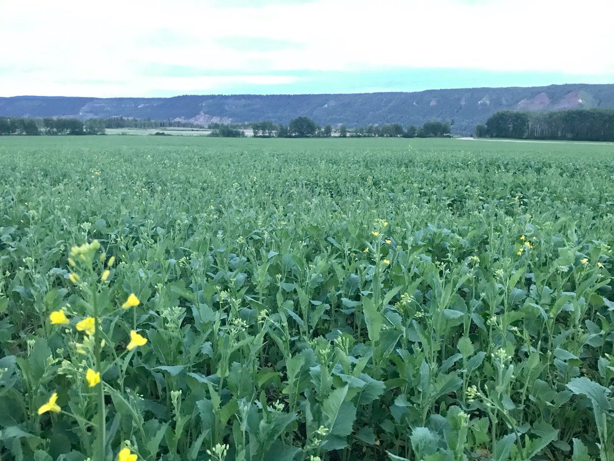 How gorgeous is this P502CL starting to FLOWER 🙌 can’t stop looking at it 😍 <a href="/PioneerSeedsCA/">Pioneer Seeds Canada</a> <a href="/Mmeek58/">Maryann Meek</a> <a href="/leswillms/">Les Willms</a>