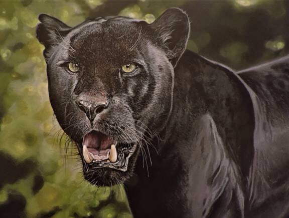 StudioWebsites's tweet photo. #ArtOfTheDay
#Artist: Jeff Cain – animal art
#Artwork: Title Imperium. Acrylic on clayboard. Original 60x45cm. Indian male black leopard.
Copyright with Artist
#jeffanimanart #jeffcain
https://t.co/wkHCXDQoop https://t.co/27aV1tVn1J