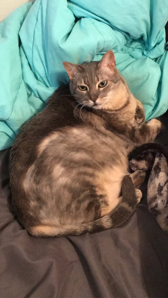 CatJaxxon's tweet photo. Does anyone else have a cat who bites their fur out and ends up with big bald patches like this? If so any recommendations on how to get Jaxxon to stop? We’ve tried baths but that didn’t stop him for long. #CatsOfTwitter https://t.co/lt0XMycOr9