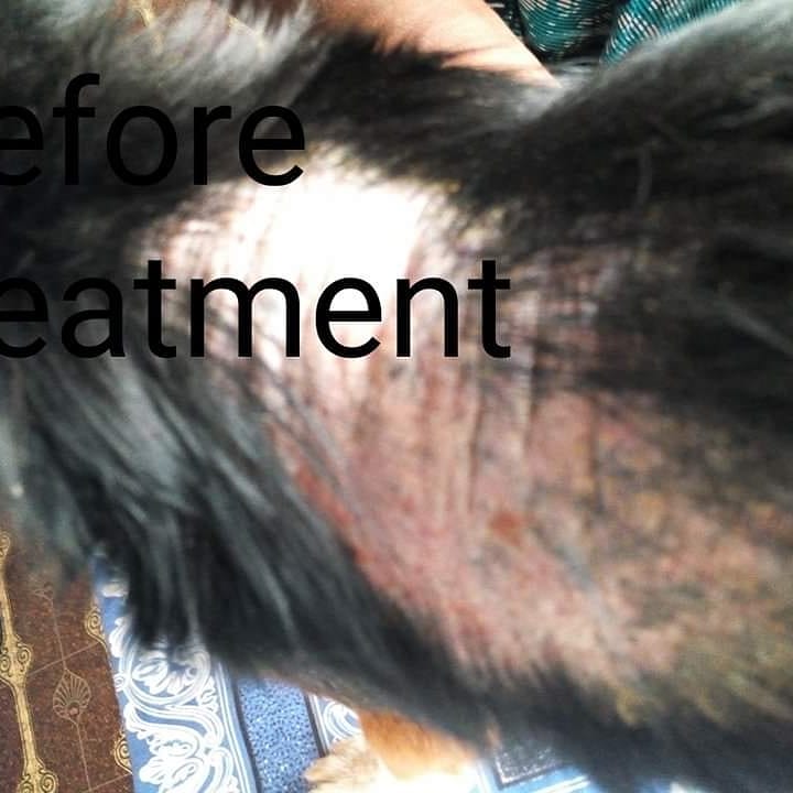 LiberiaAnimal's tweet photo. LAWCS provides the only free #veterinaryclinic in rural Liberia. This dog had chronic mange and today she feels happy and healthy without mange and other health problems.
#VeterinaryService #FreeVeterinaryCare #COVID19 #CORONAVIRUS #NOTOCORONAVIRUS #ONEWELFARE #ONEHEALTH #Dogs https://t.co/MdLpFy2wO9