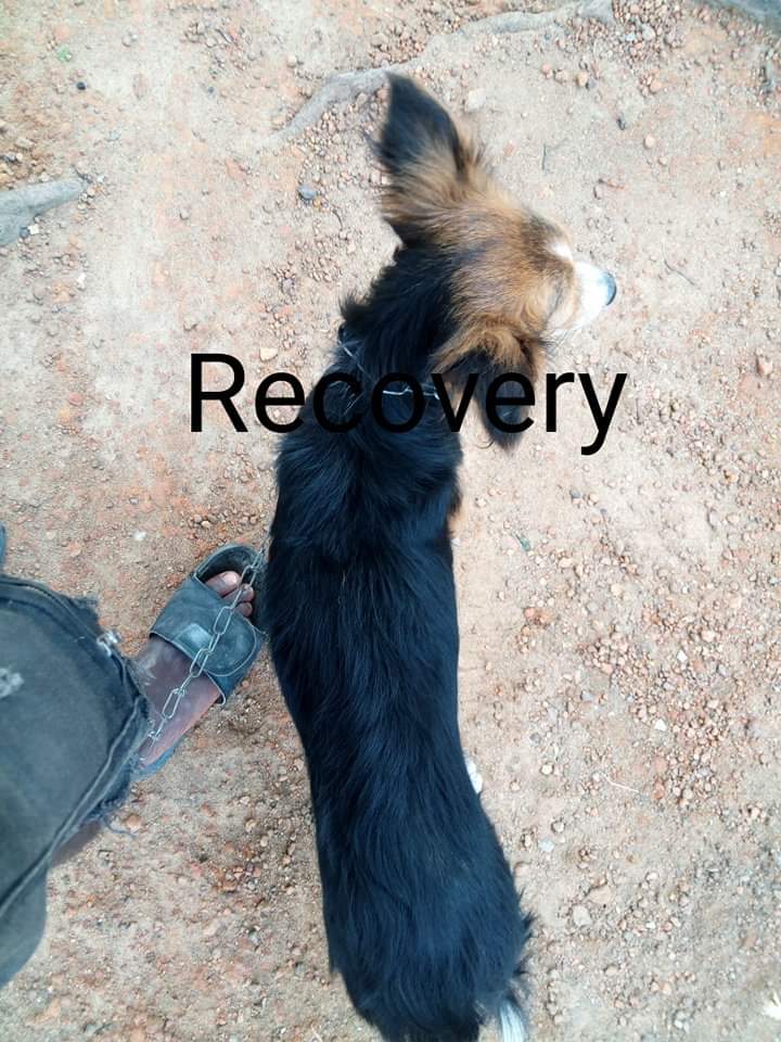 LiberiaAnimal's tweet photo. LAWCS provides the only free #veterinaryclinic in rural Liberia. This dog had chronic mange and today she feels happy and healthy without mange and other health problems.
#VeterinaryService #FreeVeterinaryCare #COVID19 #CORONAVIRUS #NOTOCORONAVIRUS #ONEWELFARE #ONEHEALTH #Dogs https://t.co/MdLpFy2wO9
