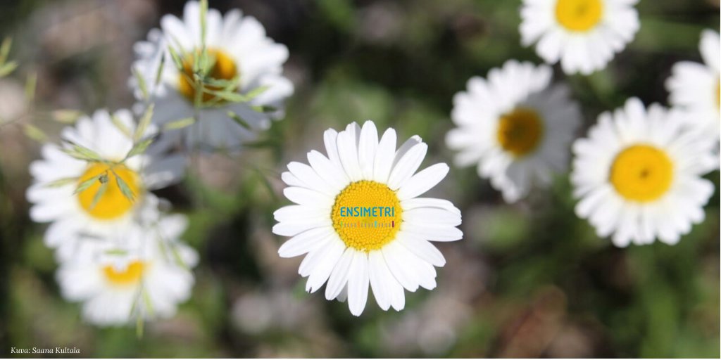 Ensimetri1's tweet image. Hyvää juhannusta!
#ensimetri #yrittäjyys #perustayritys #yrittäjyysasiantuntija #yrittäjyysbuusti #pirkanmaa #juhannus