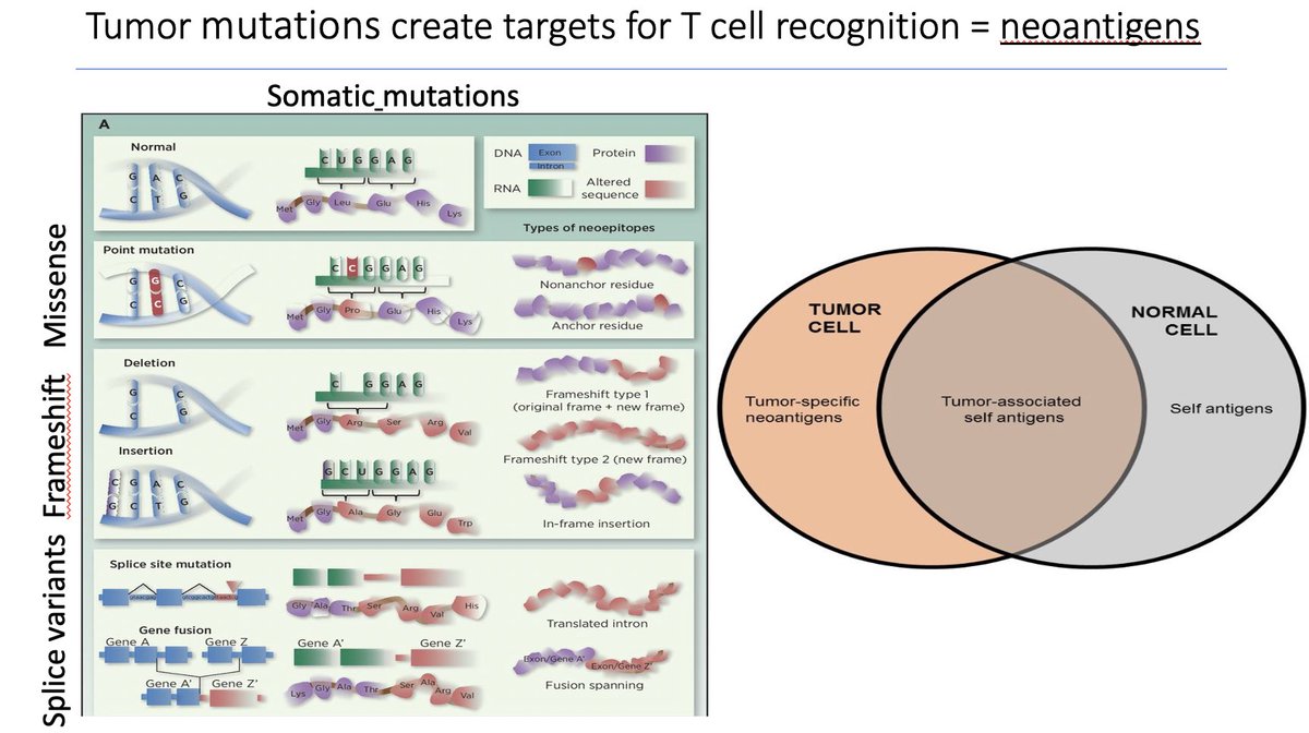 Tumor mutations creates targets for T-cell recognition= neoantigensTMB was thought to be a surrogate marker for neoantigen burdenimmunogenecitysusceptibility to checkpoint blockadeRandom slide on tumor mutations