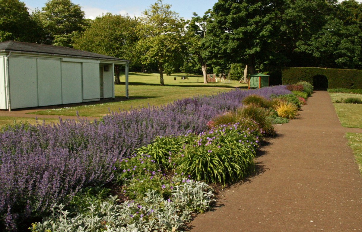 NBinBloom's tweet photo. Catmint Nepeta Six Hills Giant in the Lodge is now buzzing with bees including seven  species  of bumblebee . Good planting  by EL council gardeners. @ELCouncil @caley_rchs #ourbloom    @macplants #northberwick https://t.co/3uEzBBqknR
