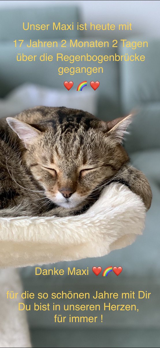 amonteBM's tweet image. Gestern Abend ist unser lieber Kater Maxi ❤️🐈❤️ über die Regenbogenbrücke ❤️🌈❤️ gegangen. 17 Jahre 2 Monate und 2 Tage hat er unser Leben mit ganz viel Zuneigung und Freude bereichert. Wir danken ihm sehr dafür und behalten ihn in unseren Herzen ❤️🐈❤️ Für immer!!! Danke Maxi💔