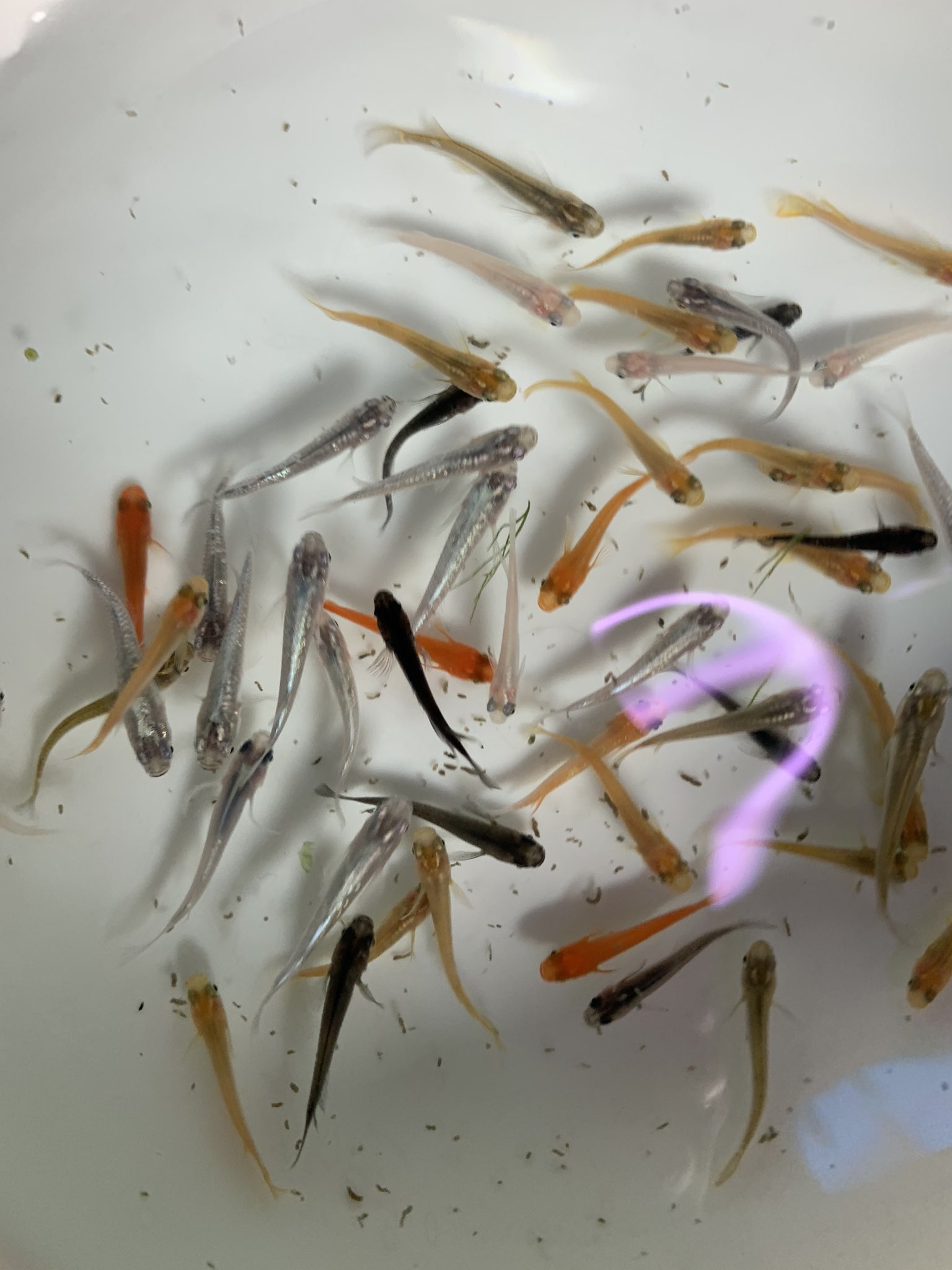 熱帯魚マーメイド 入荷情報 コリドラスイルミネーションレッド コリドラスイルミネーションゴールド コリドラスベネズエラブラック クイーンインペリアルタイガープレコ ニューメガクラウンプレコ ミッキーマウスプラティ各種 外国産グッピー各種