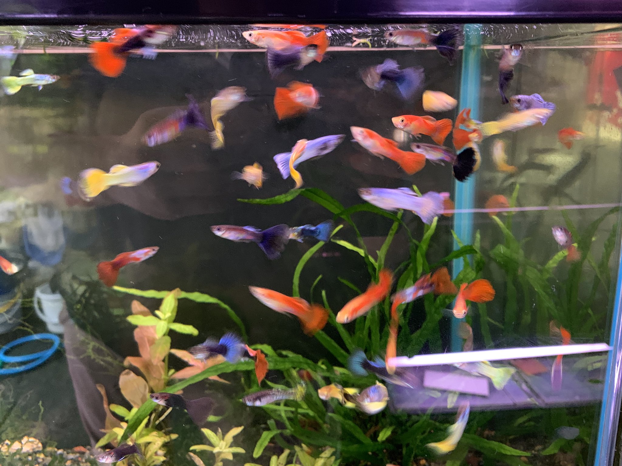 تويتر 熱帯魚マーメイド على تويتر 入荷情報 コリドラスイルミネーションレッド コリドラスイルミネーションゴールド コリドラスベネズエラブラック クイーンインペリアルタイガープレコ ニューメガクラウンプレコ ミッキーマウスプラティ各種 外国産