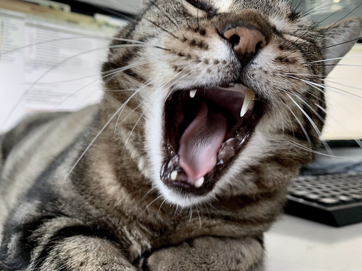 Il buongiorno si vede dal mattino...😪🤣