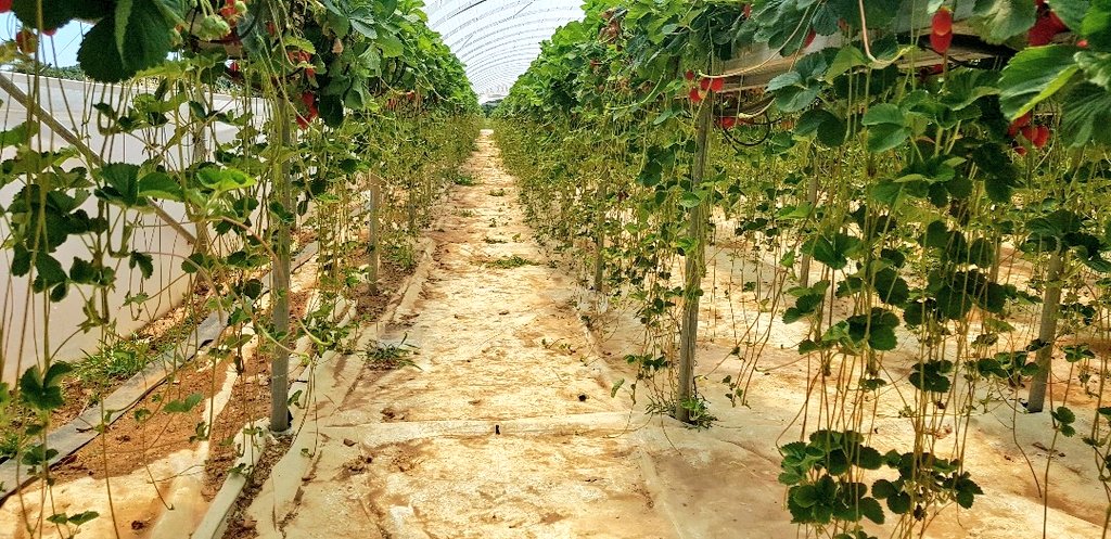 Even in the middle of June the hydroponic strrawberry 🍓 crop of <a href="/TSACHALOS/">TSACHALOS GREENTRADE</a> looks promising !

<a href="/XENIAPITA/">PITA XENIA</a> <a href="/renos_theo/">Thodoris V. Tritaris</a> <a href="/MyUltraLife/">Christos D. Katsanos - Chevalier de l'Imaginaire</a> <a href="/E_Drimtzias/">Evagelos Drimtzias</a> <a href="/IQcrops/">IQ Crops Ltd (member of the DKG GROUP)</a> <a href="/Grodan/">Grodan</a> #summercrop