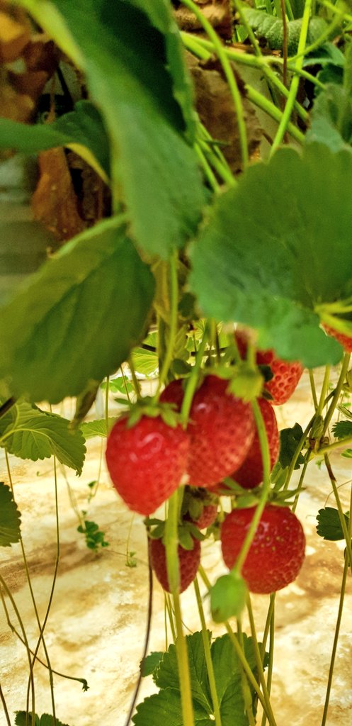 FraoulaBest's tweet photo. Even in the middle of June the hydroponic strrawberry 🍓 crop of @TSACHALOS looks promising !

@XENIAPITA @renos_theo @MyUltraLife @E_Drimtzias @IQcrops @Grodan #summercrop https://t.co/Q4Kcp0F0DY