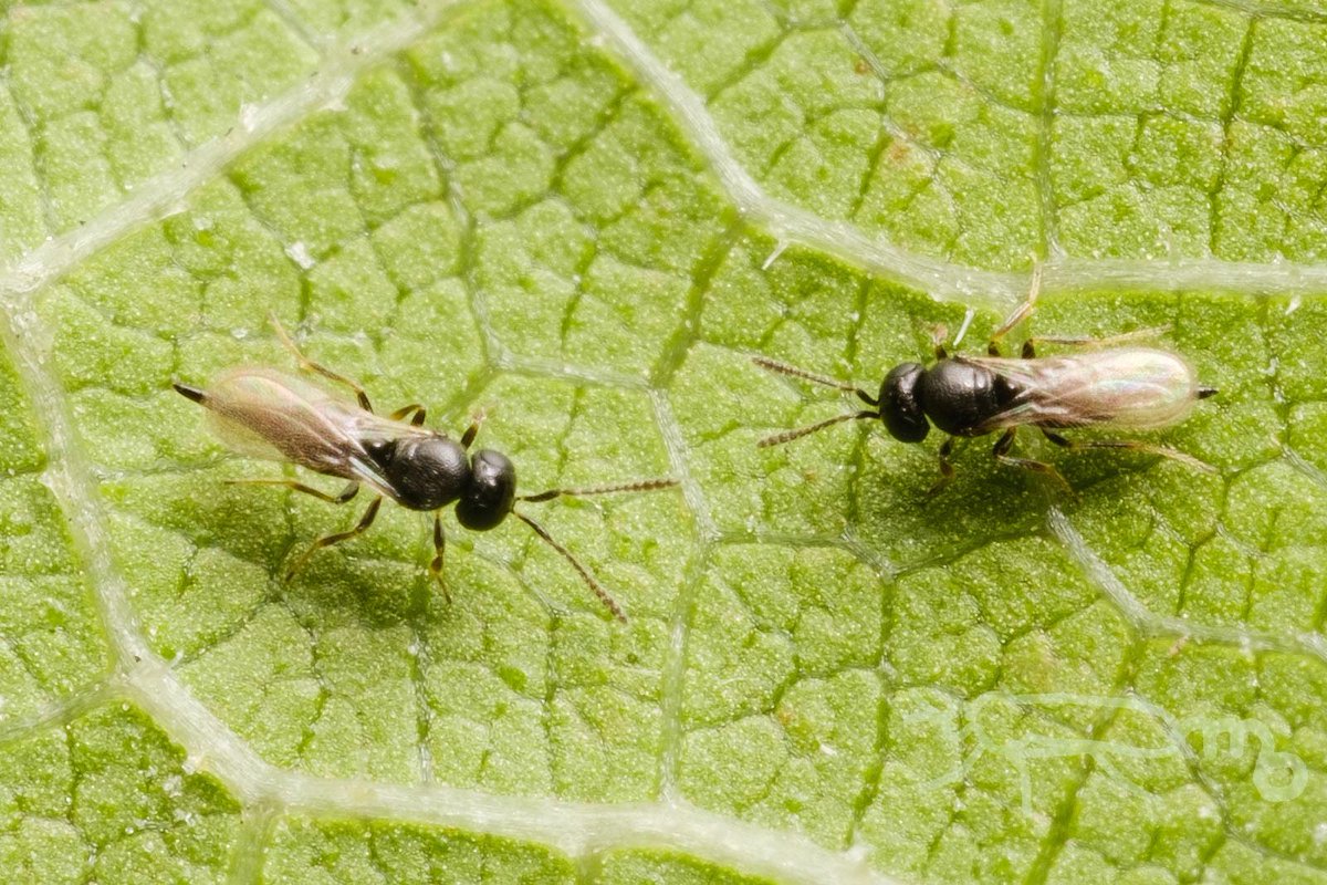 Mouuuusa ツツジの葉 クモの卵のう のようなものに寄生バチが集まってる 近くにはウロコアシナガグモ 関係ない 白い ふわふわを広げてみると卵のようなもの